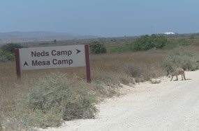 track into camp