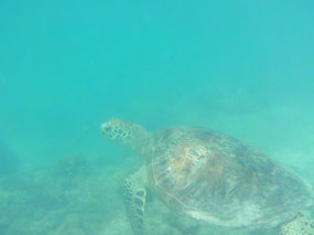 turtle