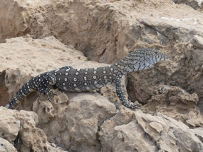 young perentie
