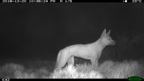 Dingo caught on camera trap- Mesa camp