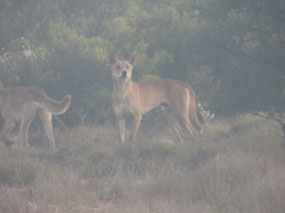 Dingos on road