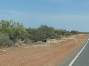 goats on road