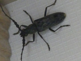 In Caravan