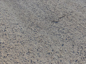 snake outside van