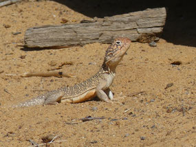 western netted dragon at Galena bridge