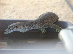 young sand monitor visitor