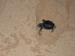 hatchling