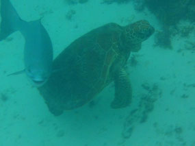 young green turtle