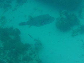 box fish