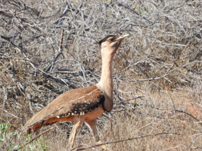 Bustard