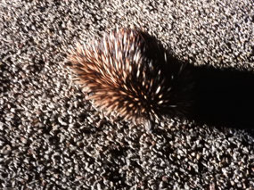 echidna