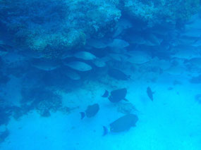 fish
