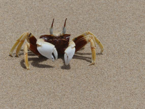 Ghost crab