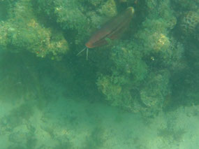 Goat fish