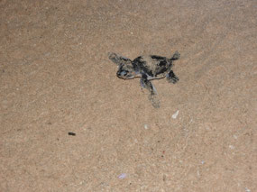 hatchling in Larry's footprint