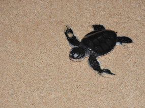 hatchling