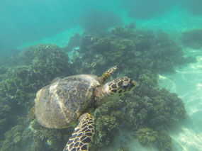 Hawksbill turtle underwater