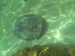 large stingray 1.8mt across