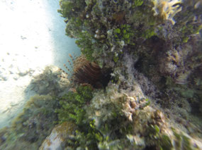 lion fish