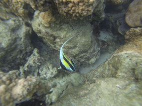 Moorish idol
