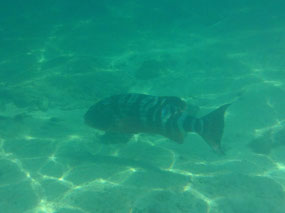 my big fish 1.5 mt