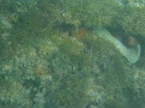  my octopus hiding