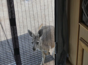 our visitor-Euro