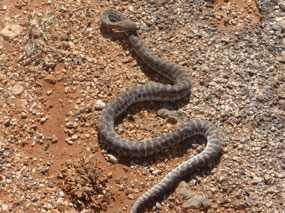 Stimson's python