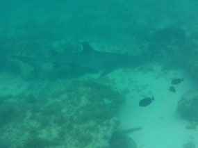White tip Reef shark 1.5mt