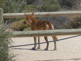 young dingo in camp