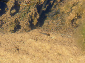 fish in clear water