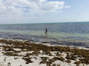 seaweed on beach Bruboodoodgoo