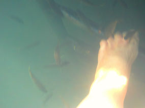 fish getting dead skin cells