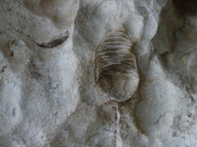 fossils