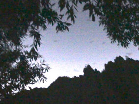 bats flying through gorge