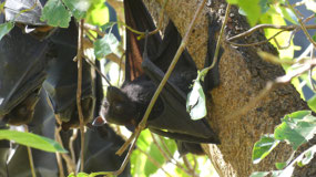 black flying fox- fruit bats