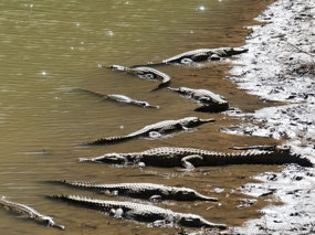 fresh water crocodiles soaking in the sun