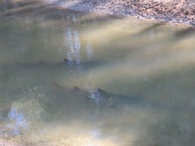 fresh water Saw fish