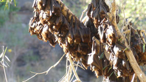 little red fruit bats