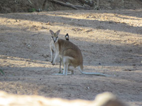 rescued and released agile wallaby