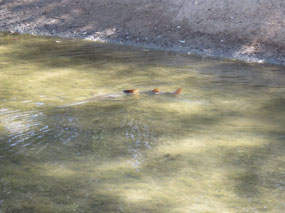 saw fish