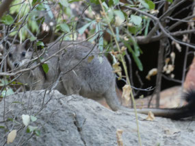 western short eared rock wallaby