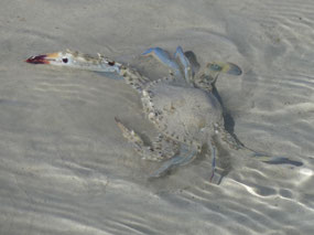 crab