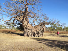 Birds wood downs large Boab tree and me