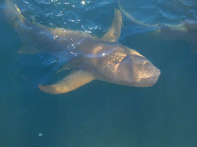 Blind shark