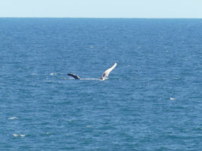 humpback whale