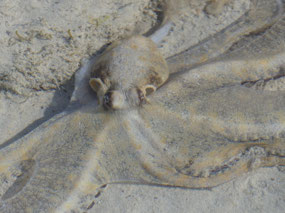 octopus 1
