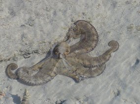 octopus 2