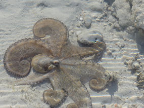 octopus 3