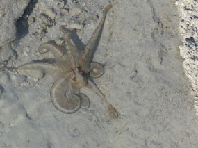 octopus 4